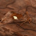 Autographa bractea - Rocherath ~ Vallée de la Holzwarche (Luik) 10-08-2019 ©Steve Wullaert