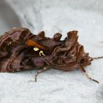 Autographa pulchrina - Aywaille ~ Heid des Gattes (Luik) - 21-06-2020 ©Damien Gailly