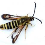 Bembecia ichneumoniformis - Arlon ~ Domaine Privé (Luxemburg) 17-06-2017 ©Christophe Gruwier