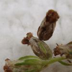 Coleophora artemisicolella - Bijvoetbloemkokermot