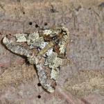 Biston strataria - Oignies ~ Bois d'Oignies (natuurpark Viroin - Hermeton) - (Namen) 31-03-2018 ©Steve Wullaert