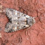 Brachylomia viminalis - Krewinkel ~ Schartenknopf (Luik) 20-07-2021 ©Steve Wullaert