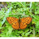 Brenthis daphne - Arlon ~ Domaine Privé (Luxemburg)  (17-06-2017) ©Dries De Vreeze