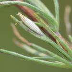 Bucculatrix artemisiella -  Aywaille ~ Carrière de la Falize (Luik) 12-09-2020 ©Steve Wullaert 