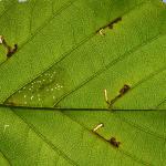 Bucculatrix cidarella - Beauraing ~ Grand Quarti (Namen) 15-09-2018 ©Steve Wullaert