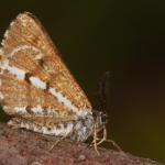 Bupalus piniaria - Veerle ~ Averbode Bos & Heide (Antwerpen) 14-07-2019 ©Steve Wullaert