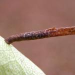 Coleophora milvipennis - Spatelberkkokermot