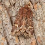 Caelena haworthii - Bihain ~ Le Grand Fagne et le Sacrawe - Plateau des Tailles (Luxemburg) 07-08-2021 ©Steve Wullaert