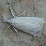 Calamotropha paludella - Arendonk ~ t' Goorken (Antwerpen) 11-07-2021 ©Steve Wullaert