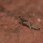 Caloptilia falcopinennella - Neerpelt ~ Het Hageven (Limburg) 13-10-2018 ©Steve Wullaert
