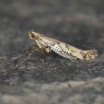 Caloptilia honoratella - Marche-en-Famenne ~ Propriété privé (Namen) - 20-09-2020 ©Steve Wullaert