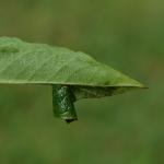 Calybites phasianipennella - Chantemelle ~ Marais de Chantemelle (Luxemburg) - 29-08-2020 ©Steve Wullaert