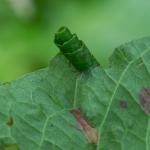 Calybites phasianipennella - Kinrooi ~ Het Vijverbroek (Limburg) - 22-08-2020 ©Johan Verstraeten