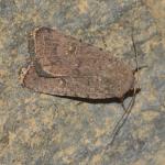 Caradrina flavirena -  Aywaille ~ Carrière de la Falize (Luik) 12-09-2020 ©Steve Wullaert