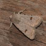 Caradrina kadenii - Koksijde ~ Doornpanne (West-Vlaanderen) 05-10-2019 ©Steve Wullaert