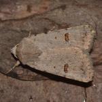 Caradrina kadenii - Trooz ~ La Rochette (Namen)  22-09-2018 ©Steve Wullaert