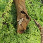 Cataclysta lemnata - Kroosvlindertje
