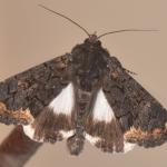 Catephia alchymista - Zutendaal ~ Lieteberg (week van het insect) Limburg 02-06-2019 ©Steve Wullaert