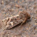 Celaena haworthii - Arlon ~ Domaine Privé (Luxemburg) 31-07-2021 ©Steve Wullaert