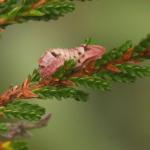 Celastrina argiolus - Neerpelt ~ Het Hageven (Limburg) - 05-09-2020 ©Steve Wullaert
