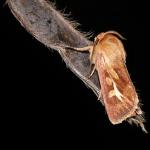 Cerapteryx graminis - Rocherath ~ Vallée de la Holzwarche (Luik) 10-08-2019 ©Wim Declercq