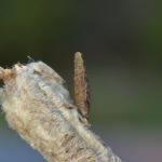 Coleophora ochripennella - Geelbruine kokermot