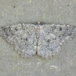 Charissa obscurata -  Aywaille ~ Carrière de la Falize (Luik) 12-09-2020 ©Steve Wullaert