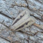 Chilodes martima - Neerpelt ~ Het Hageven (Limburg) 17-07-2021 ©Steve Wullaert