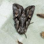 Chloantha hyperici - Aywaille ~ Heid des Gattes (Luik) - 21-06-2020 ©Damien Gailly