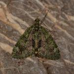 Chloroclysta siterata - Trooz ~ La Rochette (Namen)  22-09-2018 ©Steve Wullaert