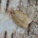 Choristoneura lafauryana - Neerpelt ~ Het Hageven (Limburg) 17-07-2021 ©Steve Wullaert