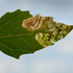 Chrysoesthia drurella - Gloriemot