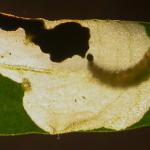 Chrysoesthia sexguttella - Zesvlekmot