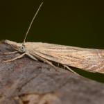 Chrysoteuchia culmella - Veerle ~ Averbode Bos & Heide (Antwerpen) 14-07-2019 ©Steve Wullaert