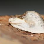 Cilix glaucata - Furfooz ~ Parc naturelle de Furfooz (Namen) 03-08-2019 ©Steve Wullaert