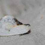 Cilix glaucata - Moeskroen ~ Réserve de la Fontaine bleue - 1000-soortendag (Henegouwen) 28-07-2018 ©Thibaud Vanaudenard