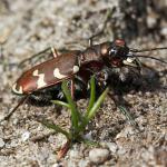 Cincidela hybrida - Neerpelt ~ Het Hageven (Limburg) 30-03-2019 ©Philippe Vanmeerbeeck