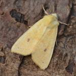 Cirrhia icteritia - Visé ~ Montagne Sainte-Pierre (Luik) 25-09-2021 ©Steve Wullaert