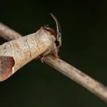 Clostera curtula - Rocherath ~ Vallée de la Holzwarche (Luik) 08-08-2019 ©Damien Gailly