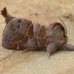 Clostera pigra - Arlon ~ Domaine Privé (Luxemburg) 31-07-2021 ©Steve Wullaert