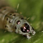 Cnephasia asseclana - Fijne spikkelbladroller