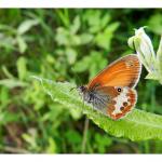 Coenonympha arcania - Arlon ~ Domaine Privé (Luxemburg)  (17-06-2017) ©Dries De Vreeze