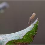 Coleophora adjectella - Sleedoornkokermot