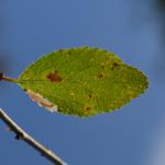Coleophora adjectella - Beauraing ~ Grand Quarti (Namen) 15-09-2018 ©Steve Wullaert