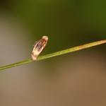 Coleophora adjunctella - Egale ruskokermot