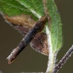 Coleophora albitarsella - Trooz ~ La Rochette (Namen)  22-09-2018 ©Philippe Vanmeerbeeck