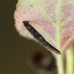 Coleophora albitarsella - Zwarte weidekokermot