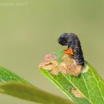 Coleophora anatipenella - Waterschei ~ Mijnterril - Klaverberg (Genk - As) Pro. Limburg 13-05-2017 ©Ben Steeman