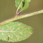Coleophora anatipennella - Beauraing ~ Grand Quarti (Namen) 15-09-2018 ©Steve Wullaert  