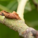 Coleophora binderella - Koksijde ~ Doornpanne (West-Vlaanderen) - 05-07-2020 ©Damien Gailly
